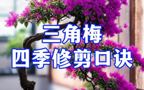 三角梅剪枝后怎么养护？恢复快、开花多的关键步骤