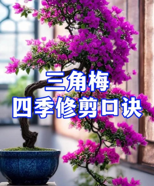 三角梅剪枝后怎么养护？恢复快、开花多的关键步骤