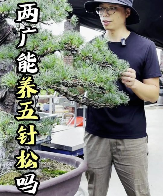 松树盆景家里能不能养？科学养护指南与传统文化解读