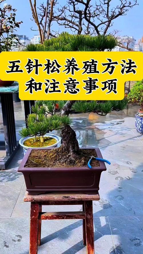 松树盆景家里能不能养?科学养护指南与传统文化解读 养护计划:浇水、施肥与修剪