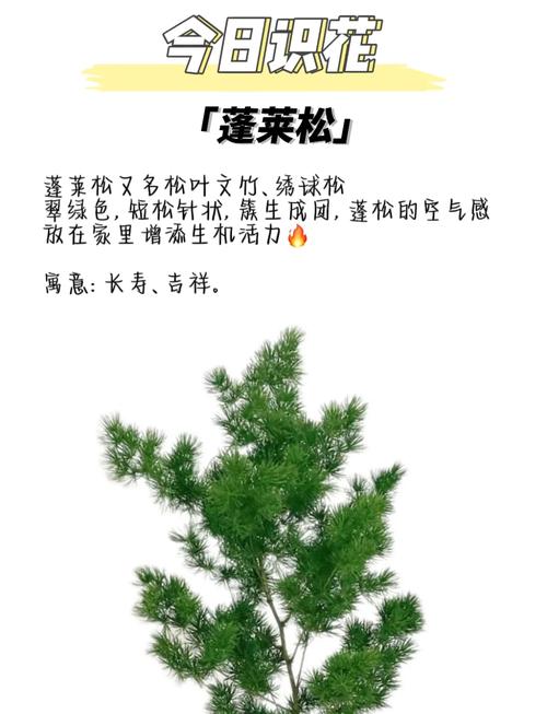 松树盆景家里能不能养?科学养护指南与传统文化解读 常见问题与预防方案