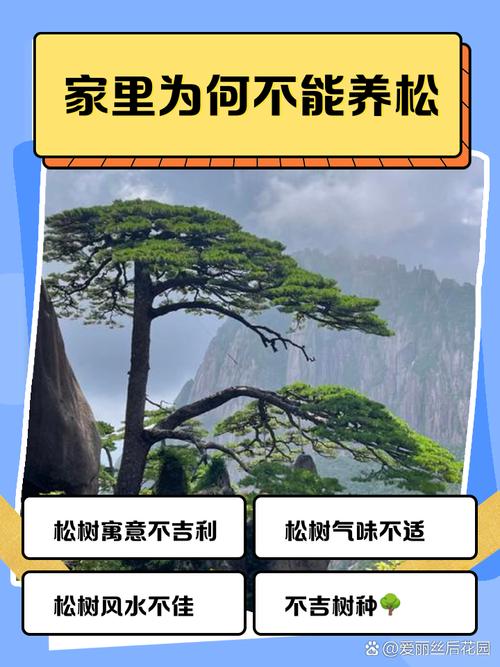 松树盆景家里能不能养?科学养护指南与传统文化解读 总结:家里能养,但有前提