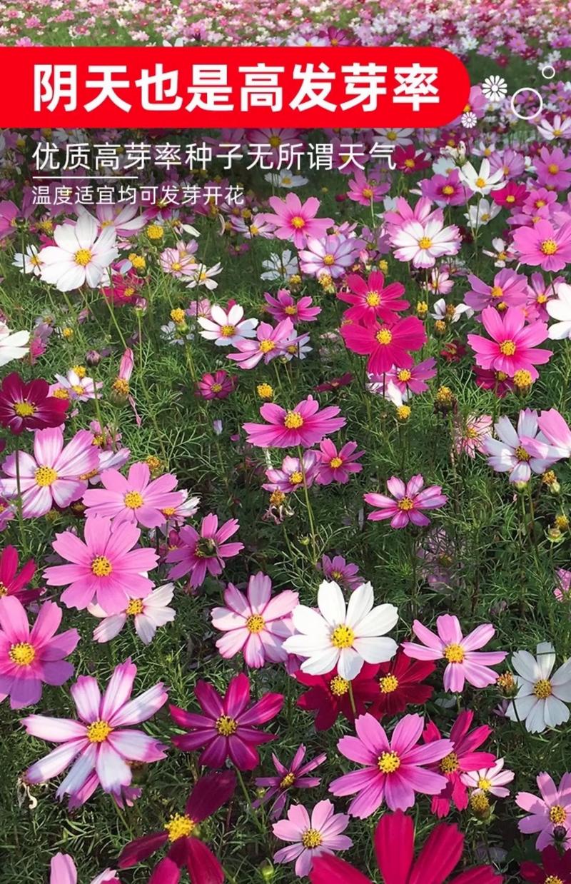 规格因素