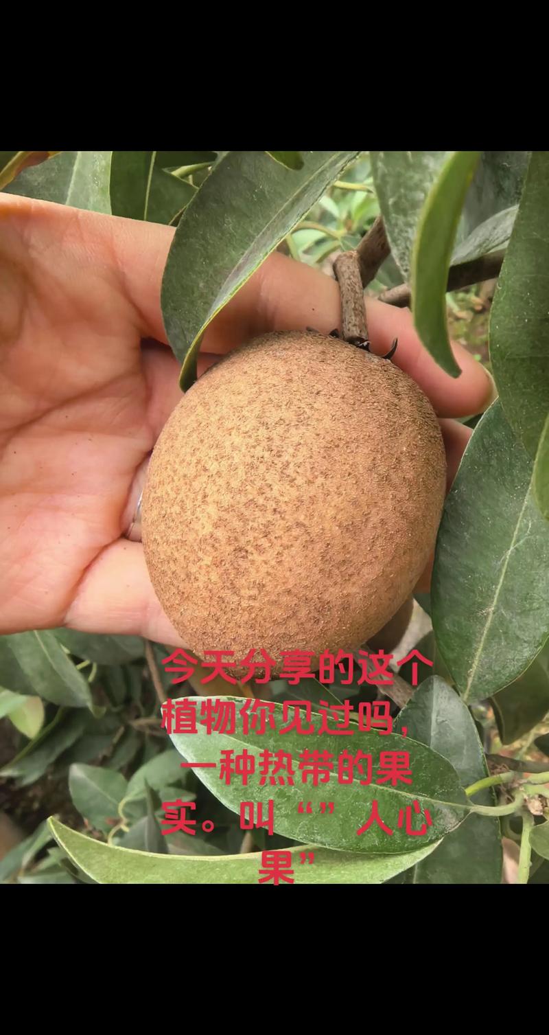 网上买的果树苗可靠吗？从嫁接口到根系的三重检验判断标准