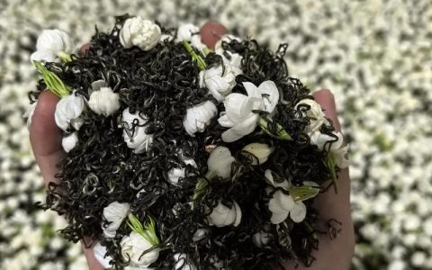 茉莉花茶是用什么茶做的？一文读懂茉莉花茶的茶坯与窨制工艺