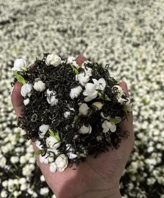 茉莉花茶是用什么茶做的？一文读懂茉莉花茶的茶坯与窨制工艺