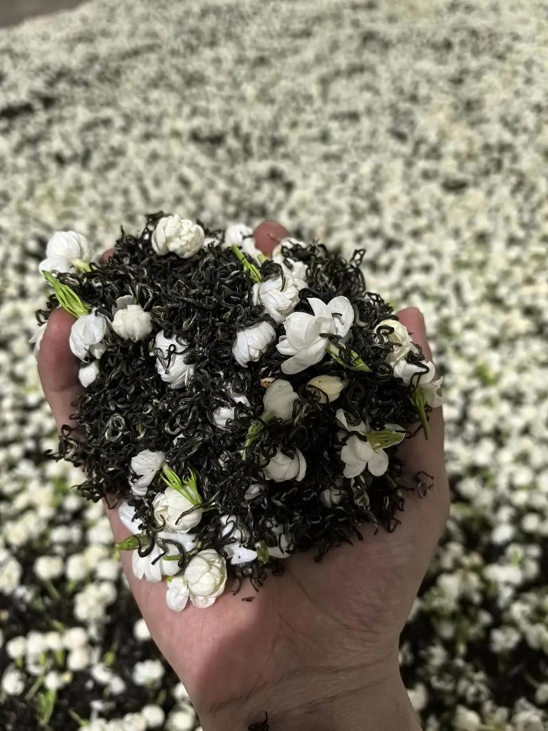 最常见的茶坯：烘青绿茶