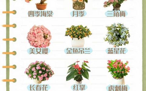花卉的分类指南：家庭园艺爱好者必知的植物科属与养护要点