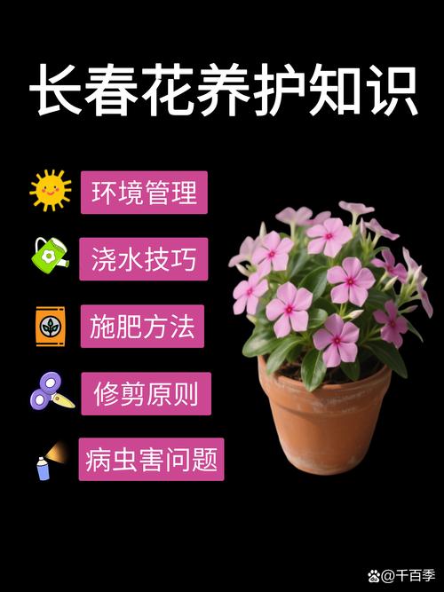品种基础档案：月季的核心参数