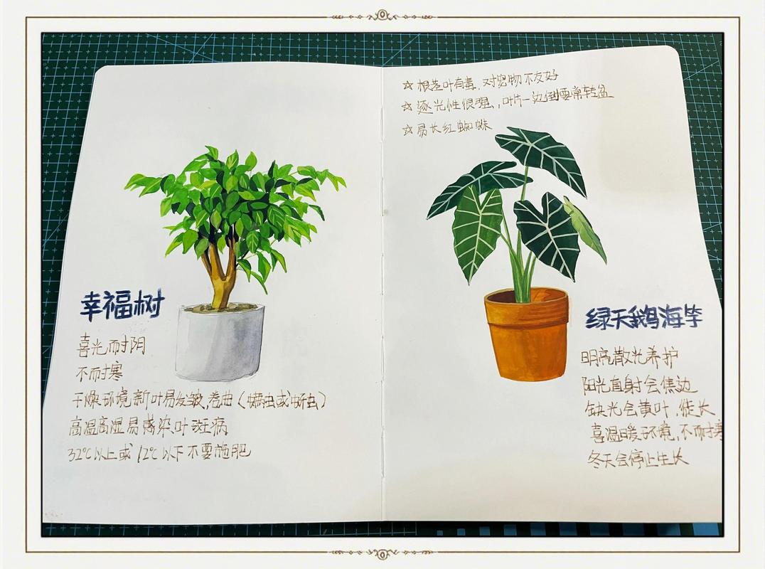 盆栽/地栽选择决策：3个判断标准