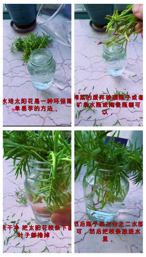 光照与水培精准方案
