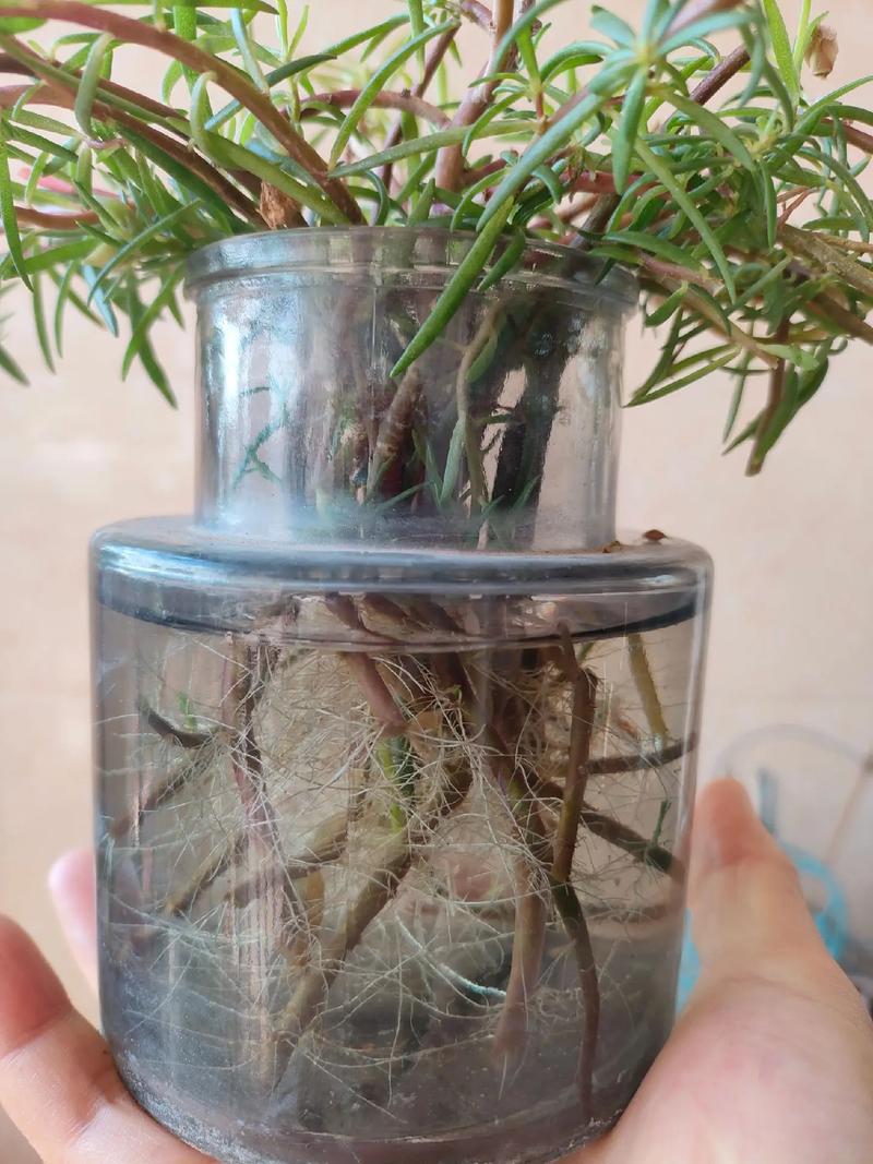 水培操作与容器选择