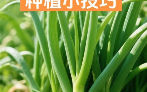 什么时候下葱苗？掌握最佳播种时机，小葱长得壮又旺