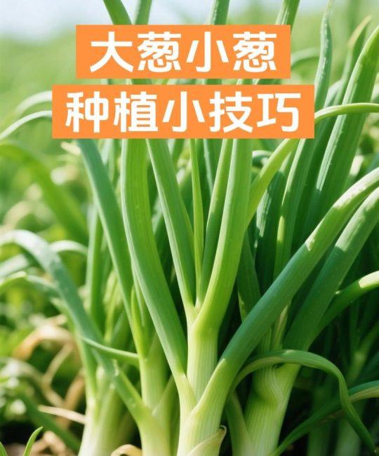 什么时候下葱苗？掌握最佳播种时机，小葱长得壮又旺