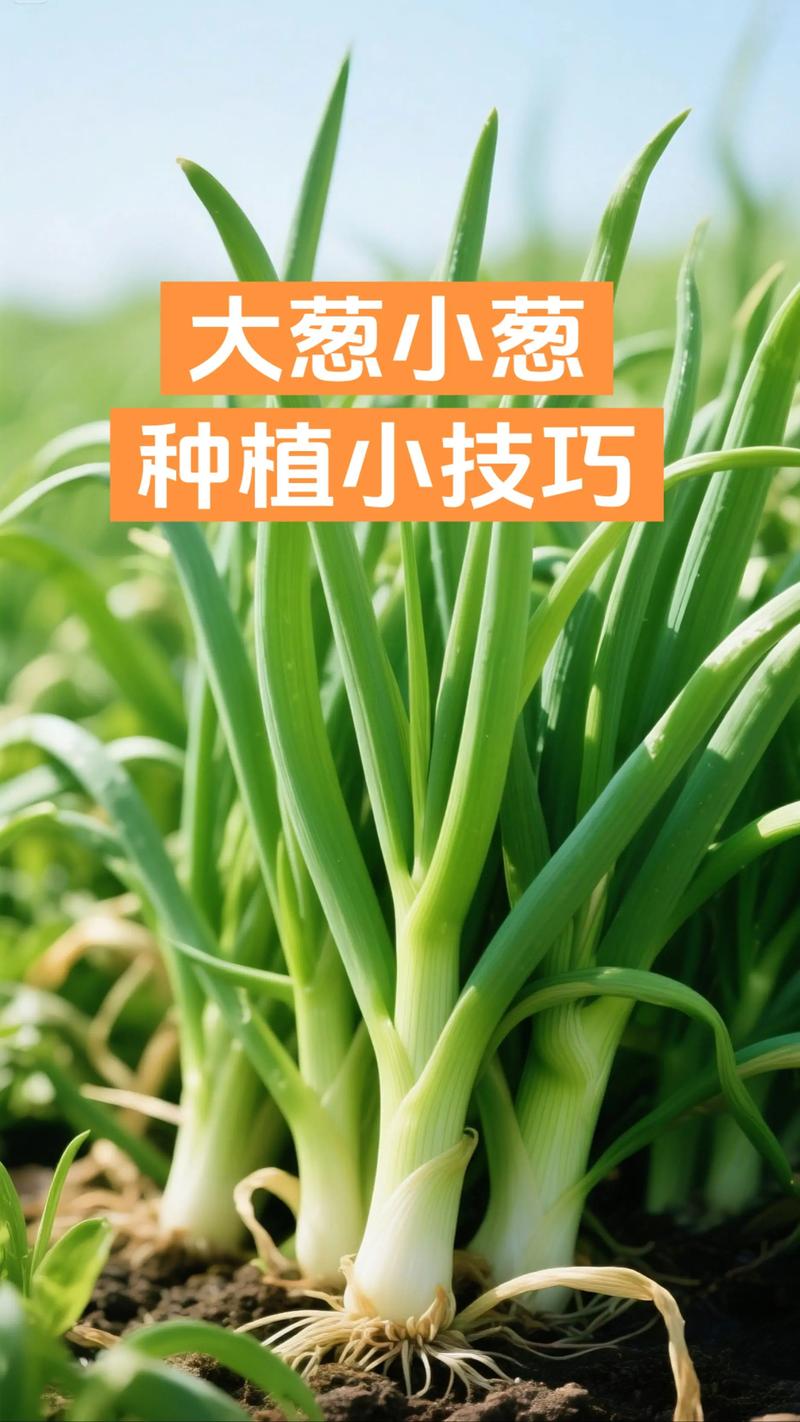 一、两大黄金播种窗口