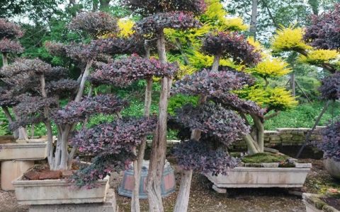 红花继木桩怎么养？从浇水到造型，一篇讲透家庭养护要点