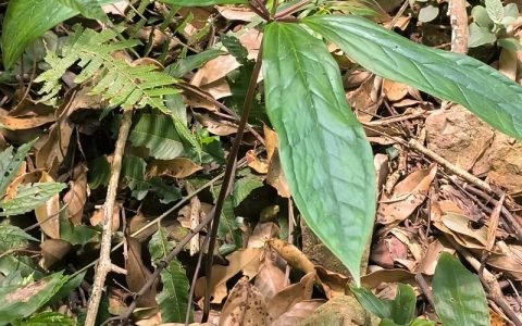 七叶一枝花贵吗？从价格到种植价值的全面解析