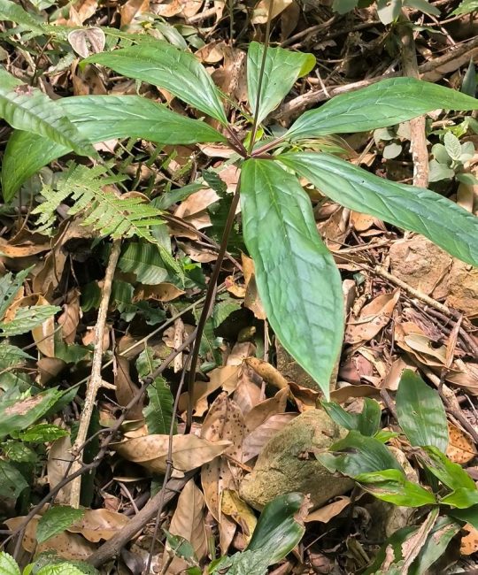 七叶一枝花贵吗？从价格到种植价值的全面解析
