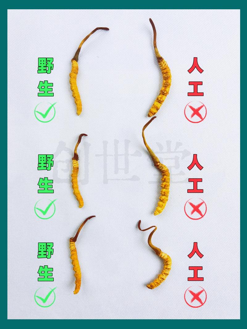 1根虫草的多少克?揭秘冬虫夏草重量与人工栽培园艺技术 收获与干燥
