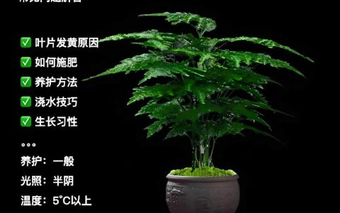 农村家里种竹子好不好？园艺师全面分析利弊与养护要点