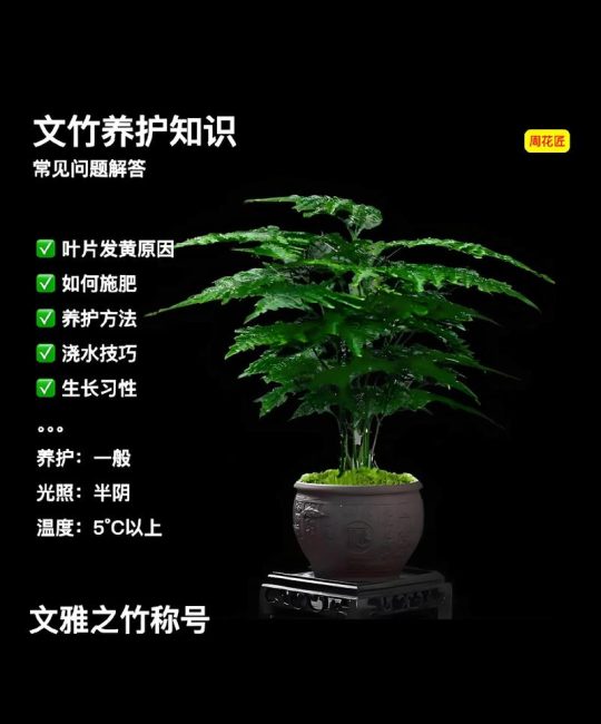 农村家里种竹子好不好？园艺师全面分析利弊与养护要点