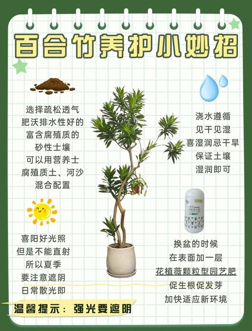农村家里种竹子好不好?园艺师全面分析利弊与养护要点 四、常见问题与解决方案