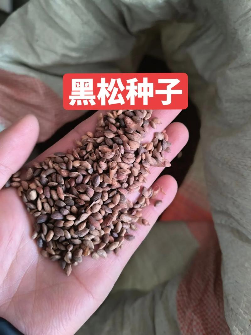 黑松种子多少钱一斤?2025年最新市场参考报价与选购指南 季节因素:春播期价格最高,秋冬是采购窗口
