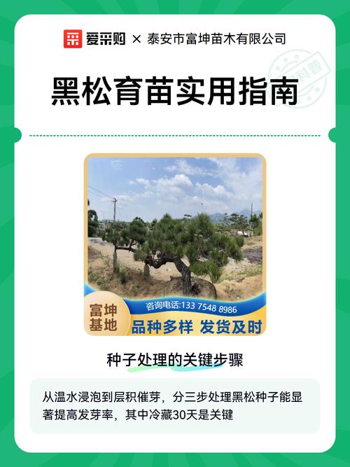 黑松种子多少钱一斤?2025年最新市场参考报价与选购指南 运输因素:物流成本占10%-20%,偏远地区需注意