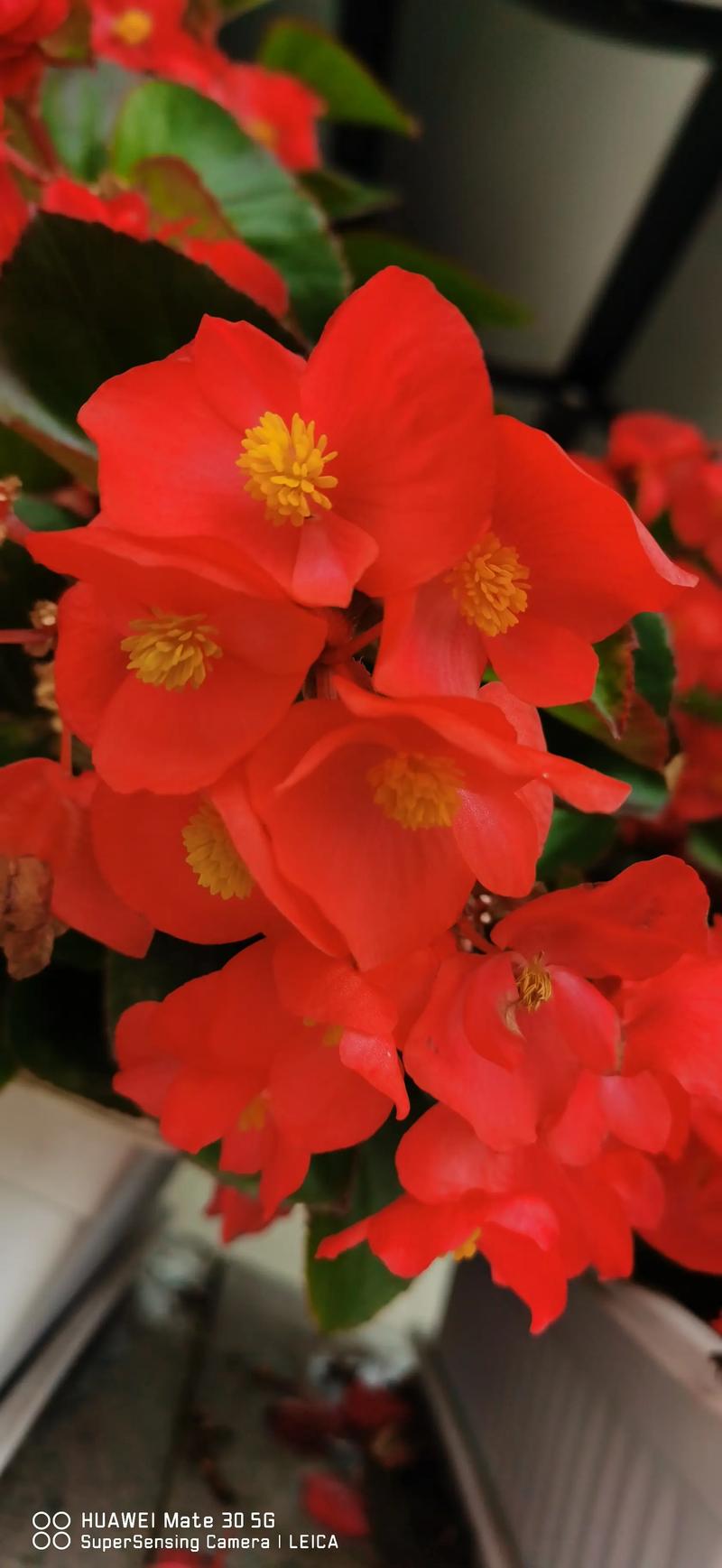 什么品种海棠四季开花?三款“真·四季开花”海棠品种对比与养护指南 花期与开花期调控