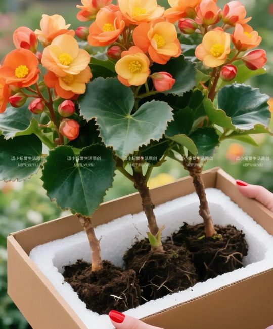 什么品种海棠四季开花？三款“真·四季开花”海棠品种对比与养护指南