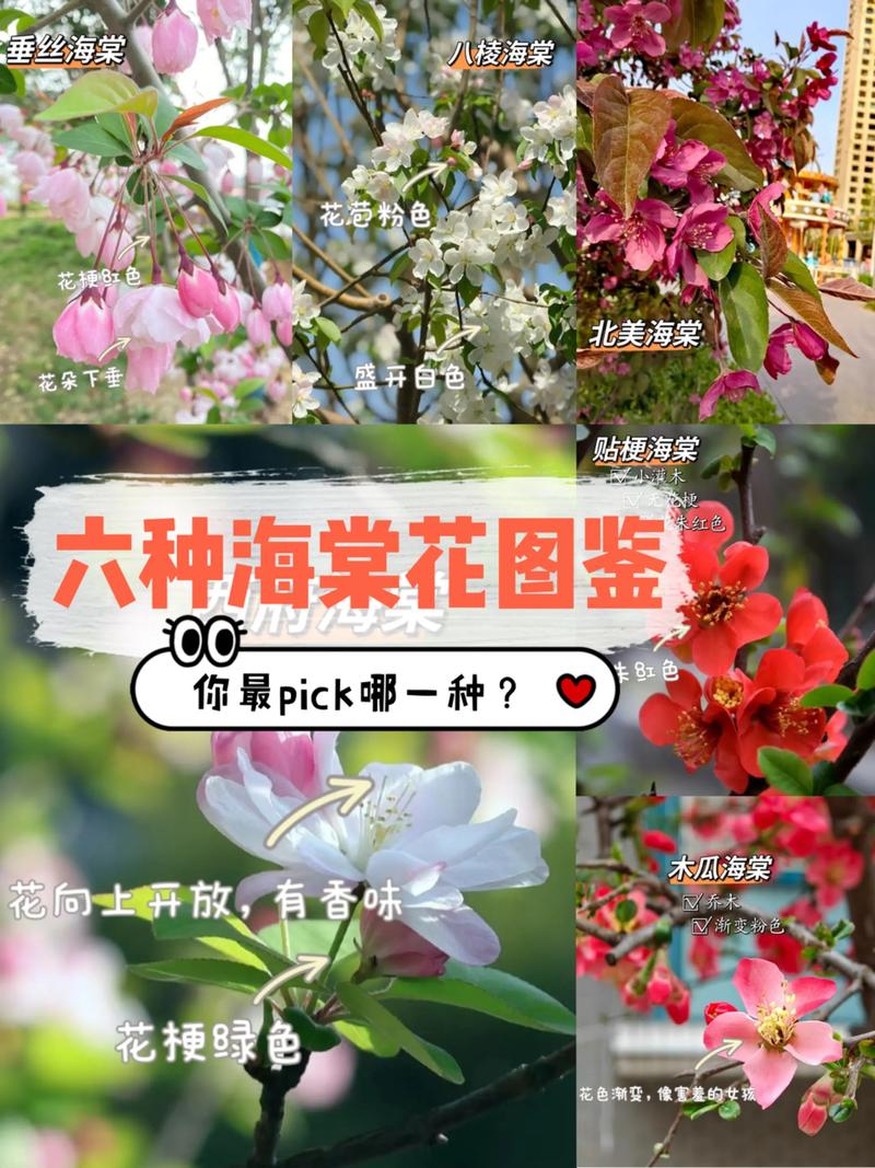 什么品种海棠四季开花?三款“真·四季开花”海棠品种对比与养护指南 三款四季开花海棠品种6维度对比