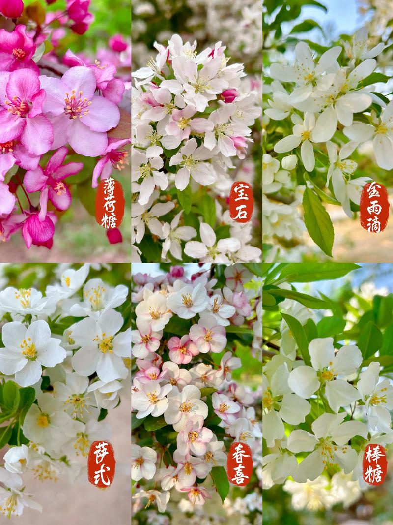 什么品种海棠四季开花?三款“真·四季开花”海棠品种对比与养护指南 促花养护步骤(以四季海棠为例)