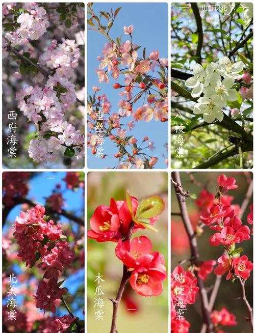 什么品种海棠四季开花?三款“真·四季开花”海棠品种对比与养护指南 总结