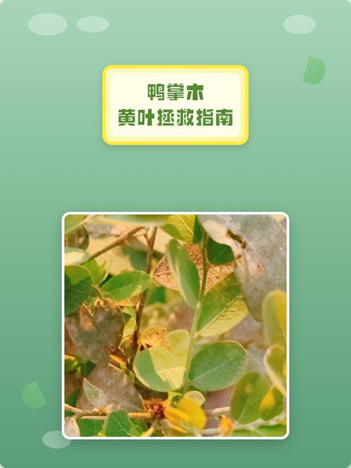 鸭脚木叶子发黄怎么办?原因排查与防治全指南 分步排查清单(按顺序执行)