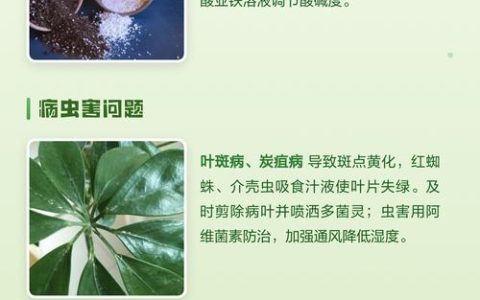 鸭脚木叶子发黄怎么办？原因排查与防治全指南