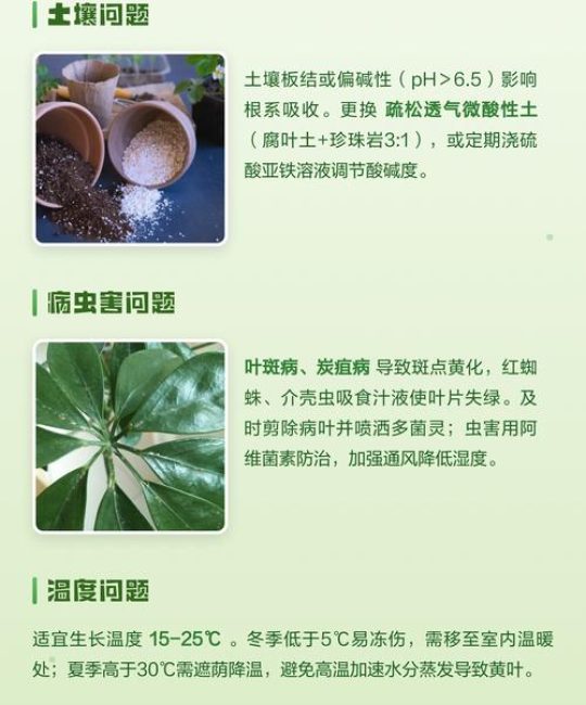 鸭脚木叶子发黄怎么办？原因排查与防治全指南