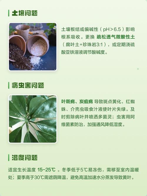 鸭脚木叶子发黄怎么办?原因排查与防治全指南 常见原因列表