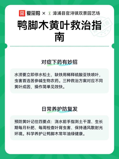 鸭脚木叶子发黄怎么办?原因排查与防治全指南 预防建议