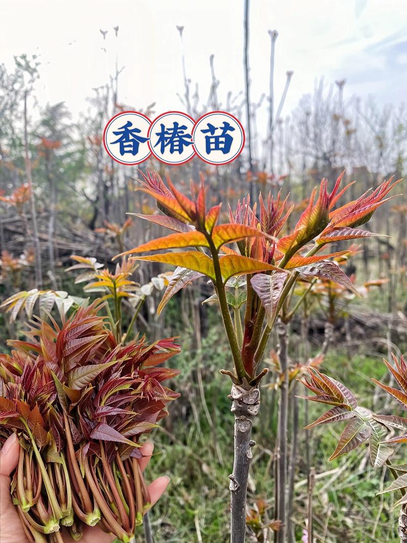 香椿与臭椿的区别:如何一眼辨别食用香椿与绿化臭椿 香椿与臭椿的区别:如何一眼辨别食用香椿与绿化臭椿