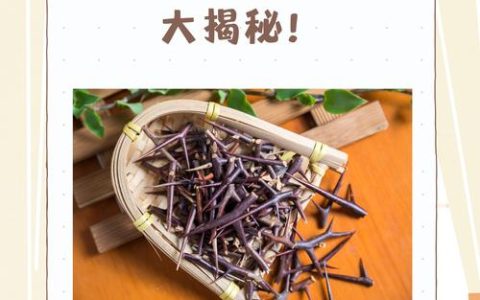 皂角刺的功效与作用：消肿排脓的天然良药