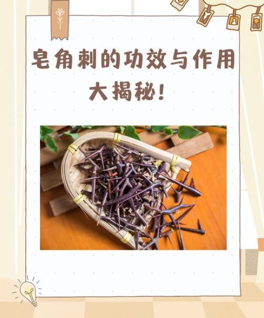 皂角刺的功效与作用：消肿排脓的天然良药