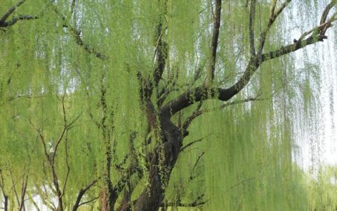 杨柳和柳树的区别：垂柳与旱柳6维度深度对比