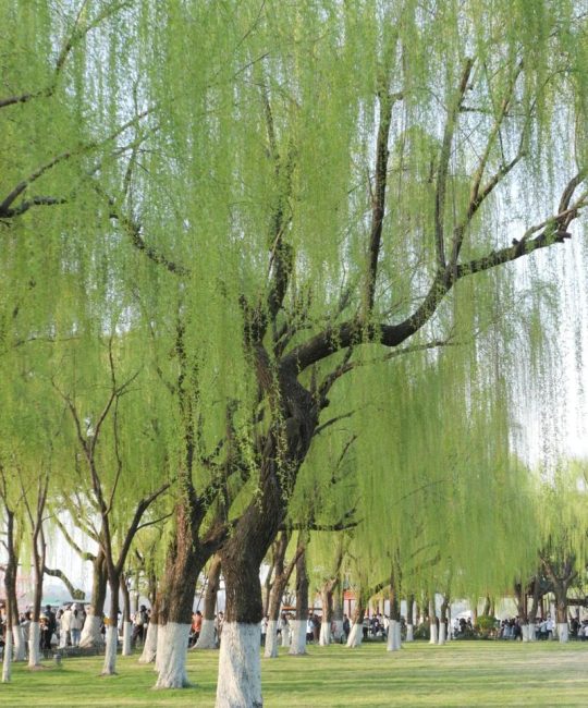 杨柳和柳树的区别：垂柳与旱柳6维度深度对比
