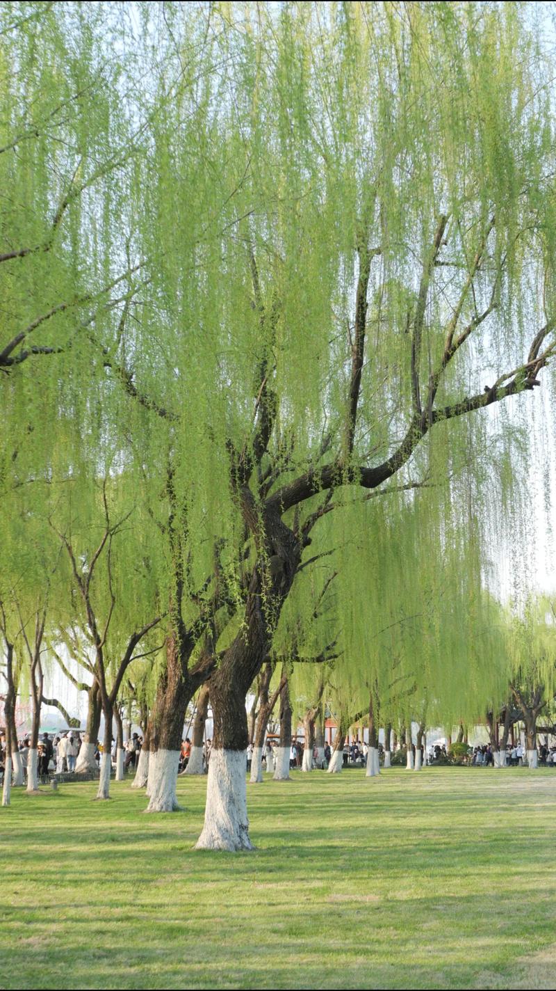 杨柳和柳树的区别：垂柳与旱柳6维度深度对比