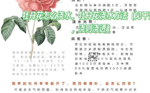 牡丹花怎么养护？从浇水修剪到越冬换盆的六步实操指南