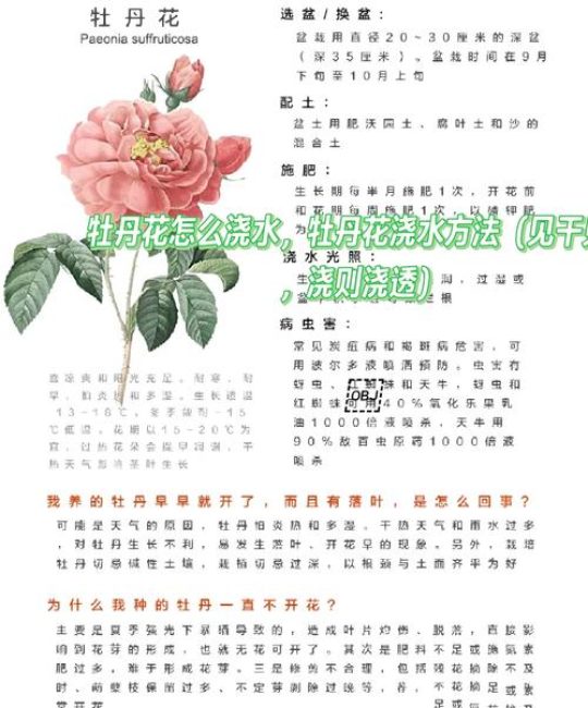 牡丹花怎么养护？从浇水修剪到越冬换盆的六步实操指南
