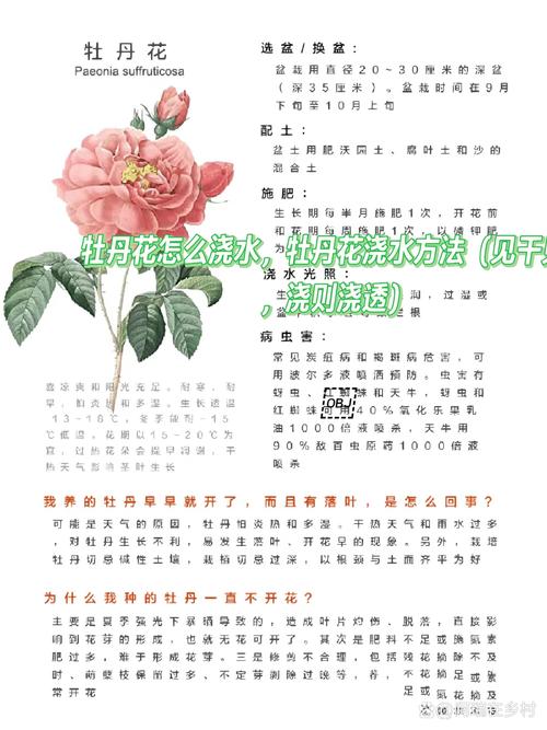 牡丹花怎么养护?从浇水修剪到越冬换盆的六步实操指南 牡丹花怎么养护?从浇水修剪到越冬换盆的六步实操指南