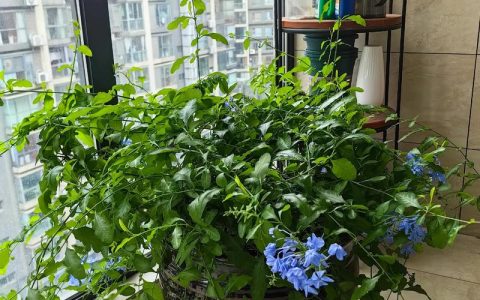 蓝雪花可以室内种植吗？从选盆到开花的全流程实操指南