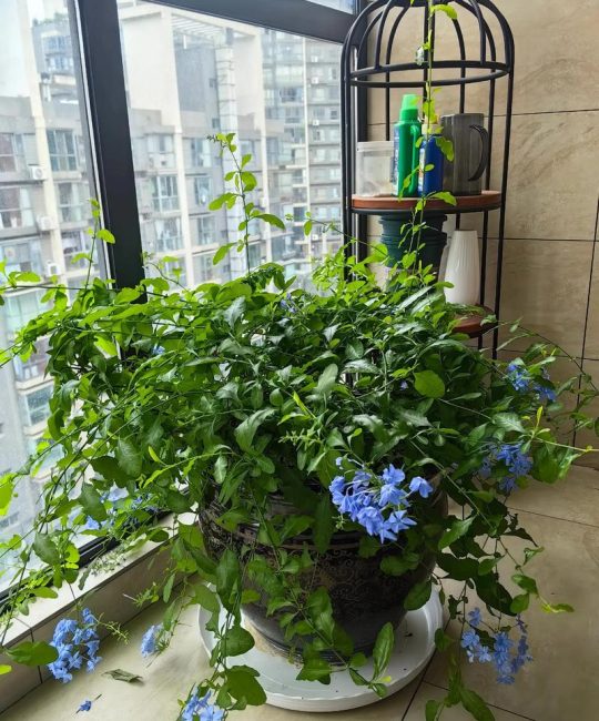 蓝雪花可以室内种植吗？从选盆到开花的全流程实操指南
