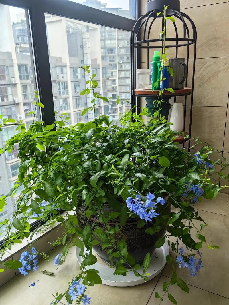 蓝雪花可以室内种植吗？从选盆到开花的全流程实操指南
